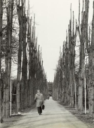 Assistens Kirkegård kbhbilleder dk