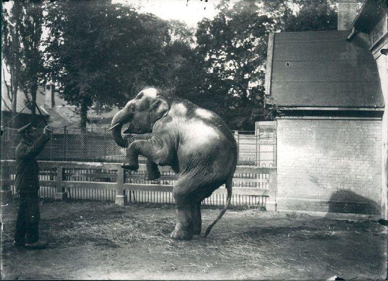 Elefanten Ellen med dyrepasser Jens Larsen i Zoologisk Have