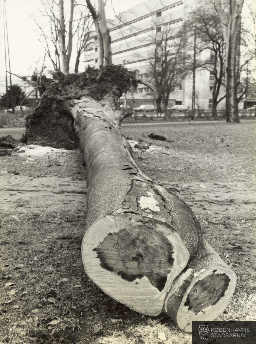 Fælledparken vindfælde
