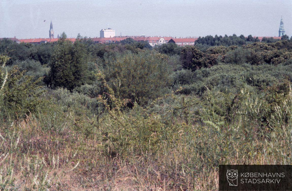 Amager Fælled