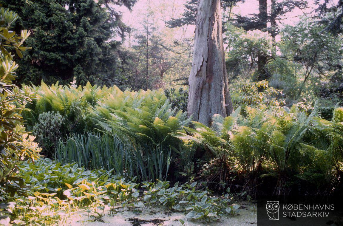 Forstbotanisk Have