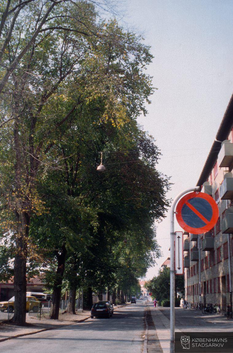 Birkedommervej