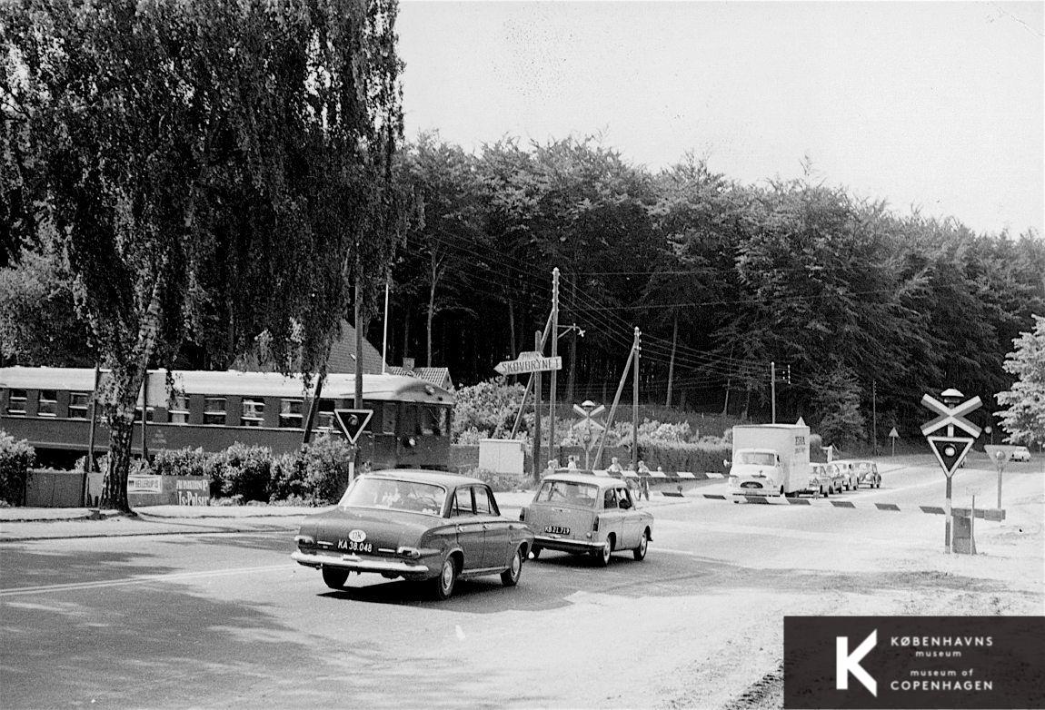 Skovbrynet