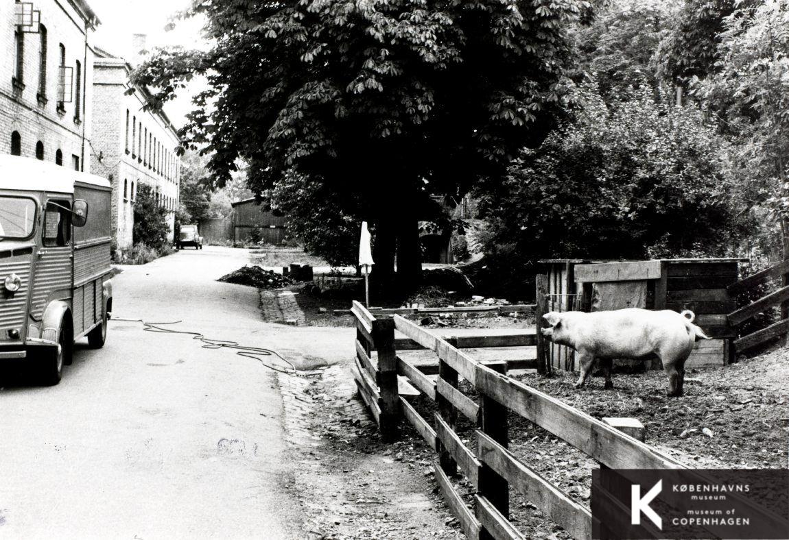 Mælkevejen