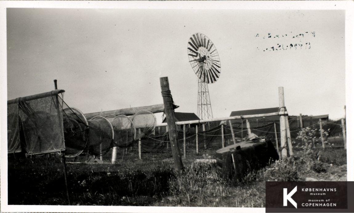 Amager Fælled
