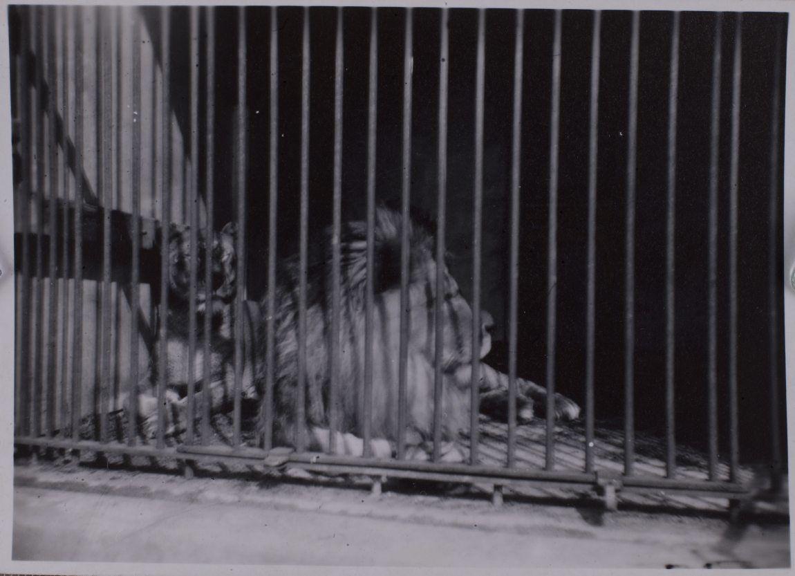 Løver i Zoologisk Have