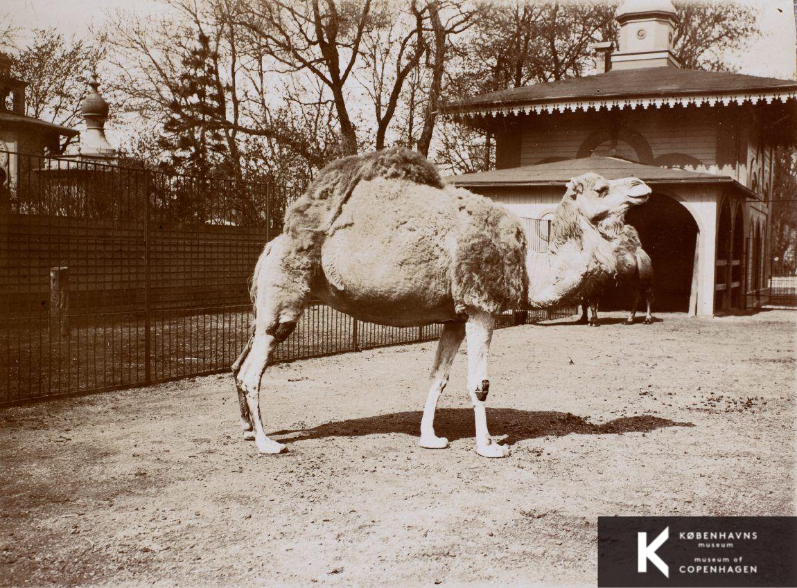 Dromedar i Zoologisk Have