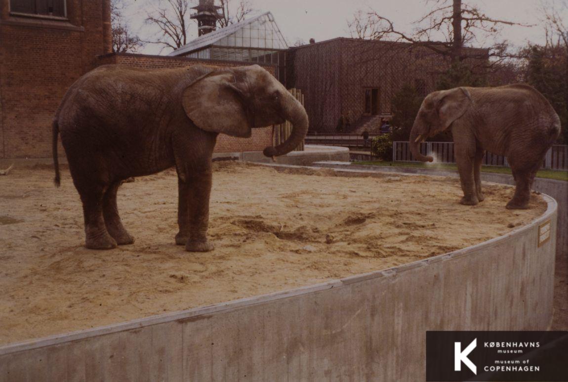 Elefanter i Zoologisk Have -