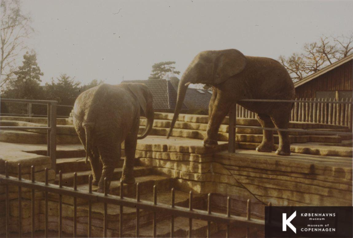 Elefanterne i Zoologisk Have -