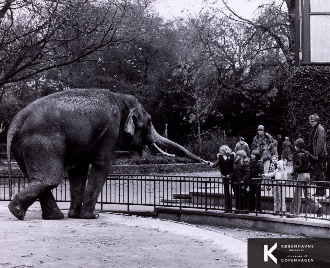 Elefant i Zoologisk Have