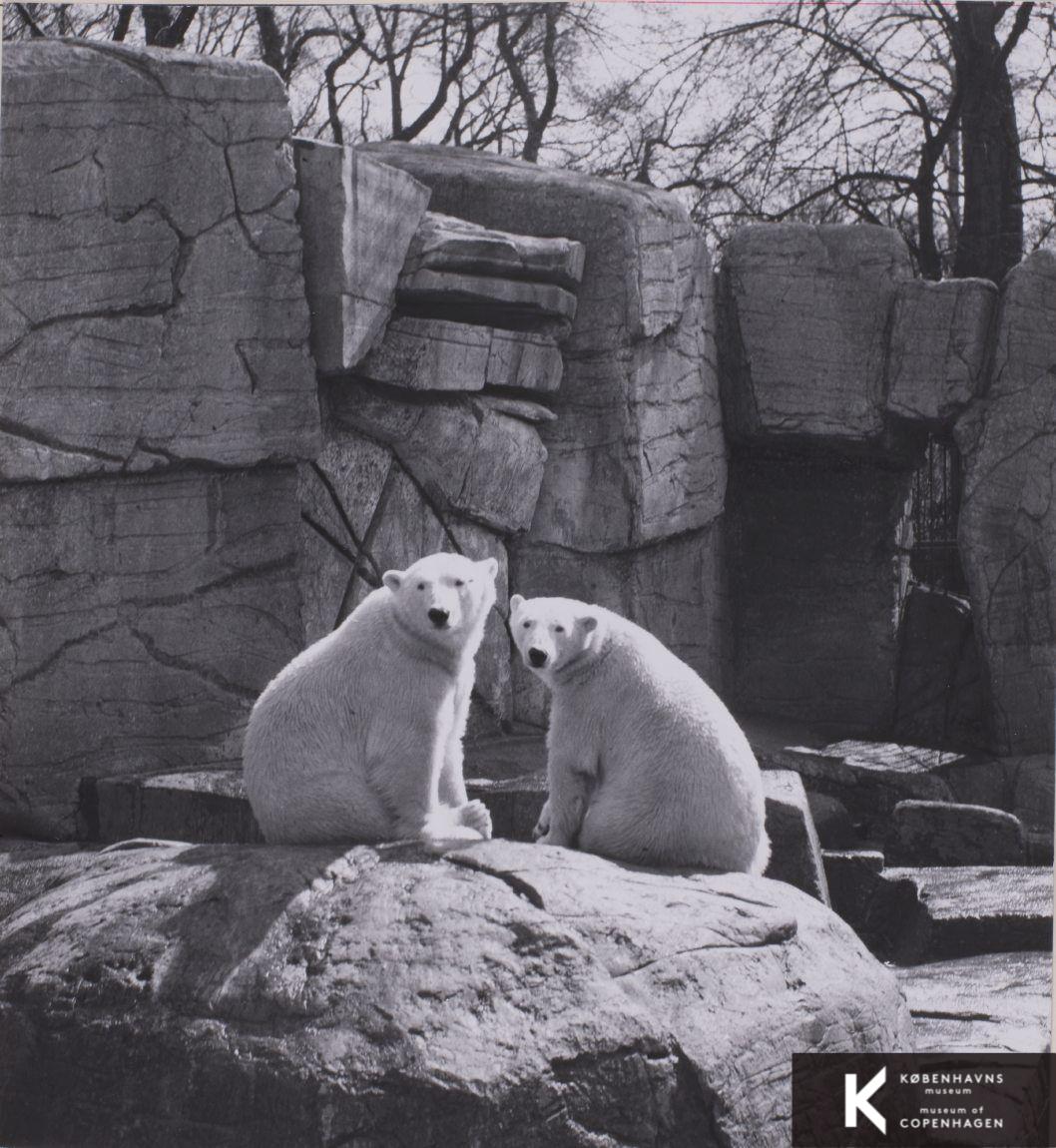 Isbjørne i Zoologisk Have