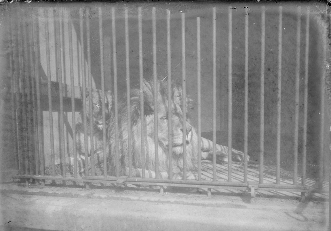 Løveburet i Zoologisk Have
