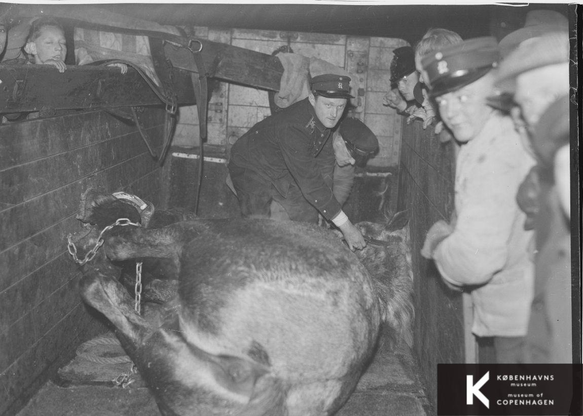 Falckreddere ved en ligggende hest i en bås