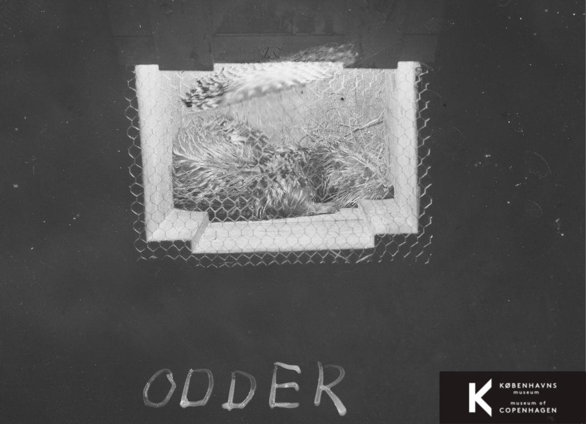 Odder