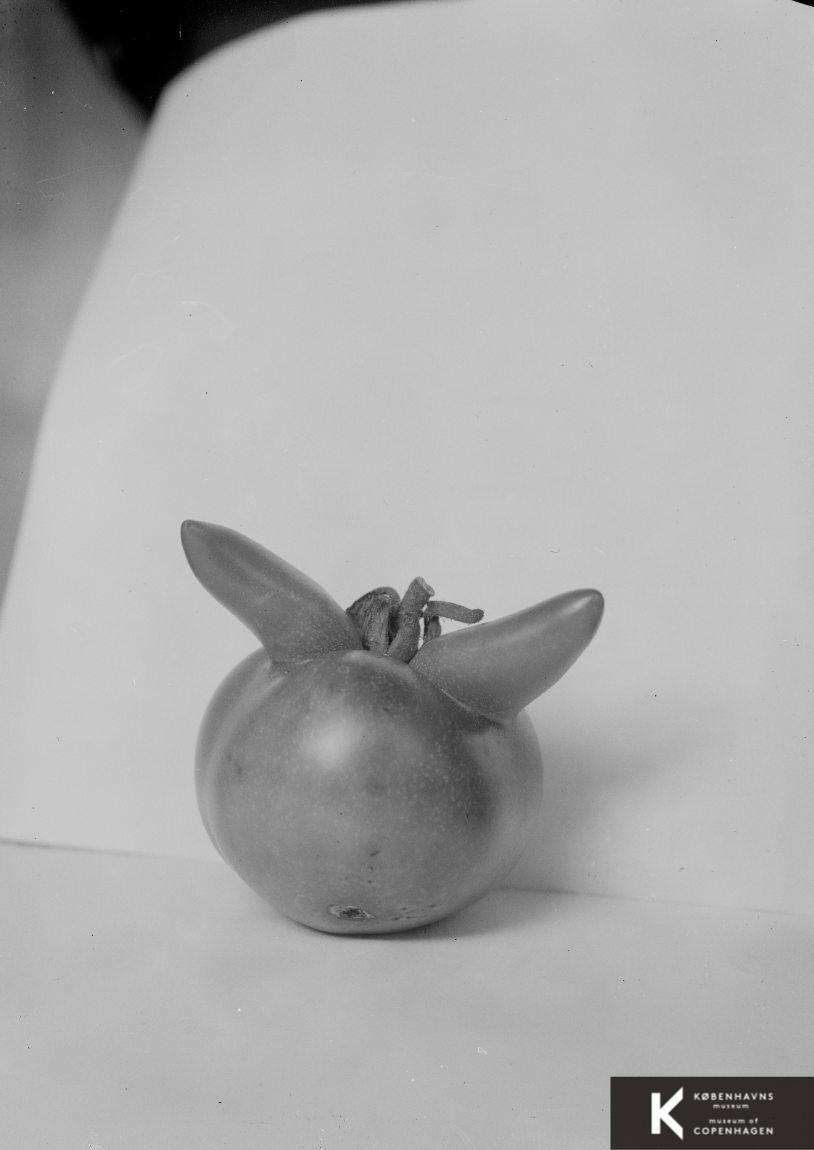 Misdannet tomat