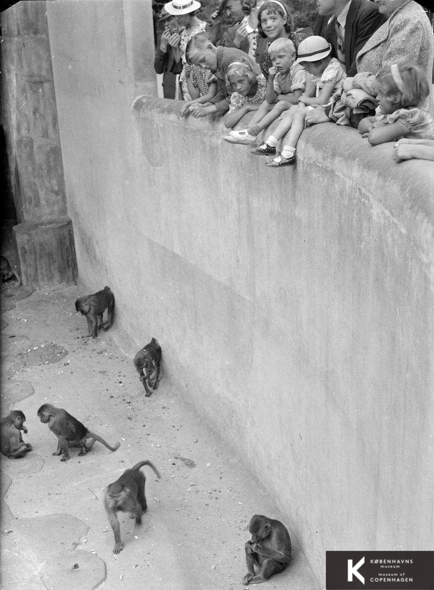 Aber i Zoo