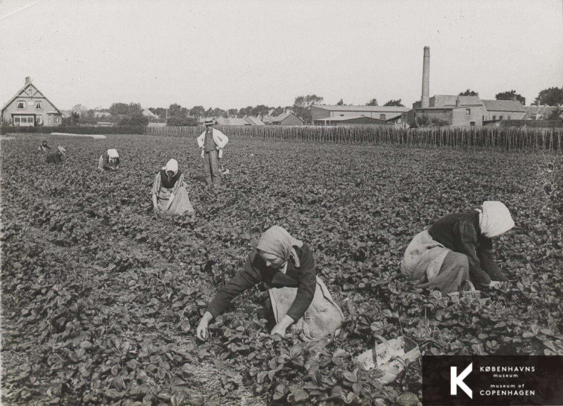Jordbærplukkere på mark mellem Florasvej, Normasvej og Azaleavej set fra Florasvej. Th Løvengreens Garveri, Roskildevej 57