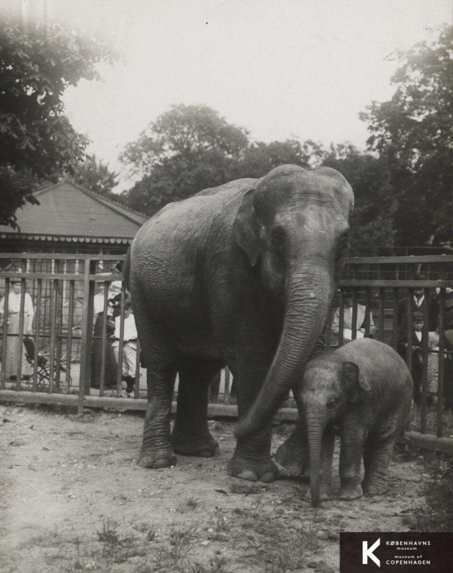 Zoologisk Have, elefanter