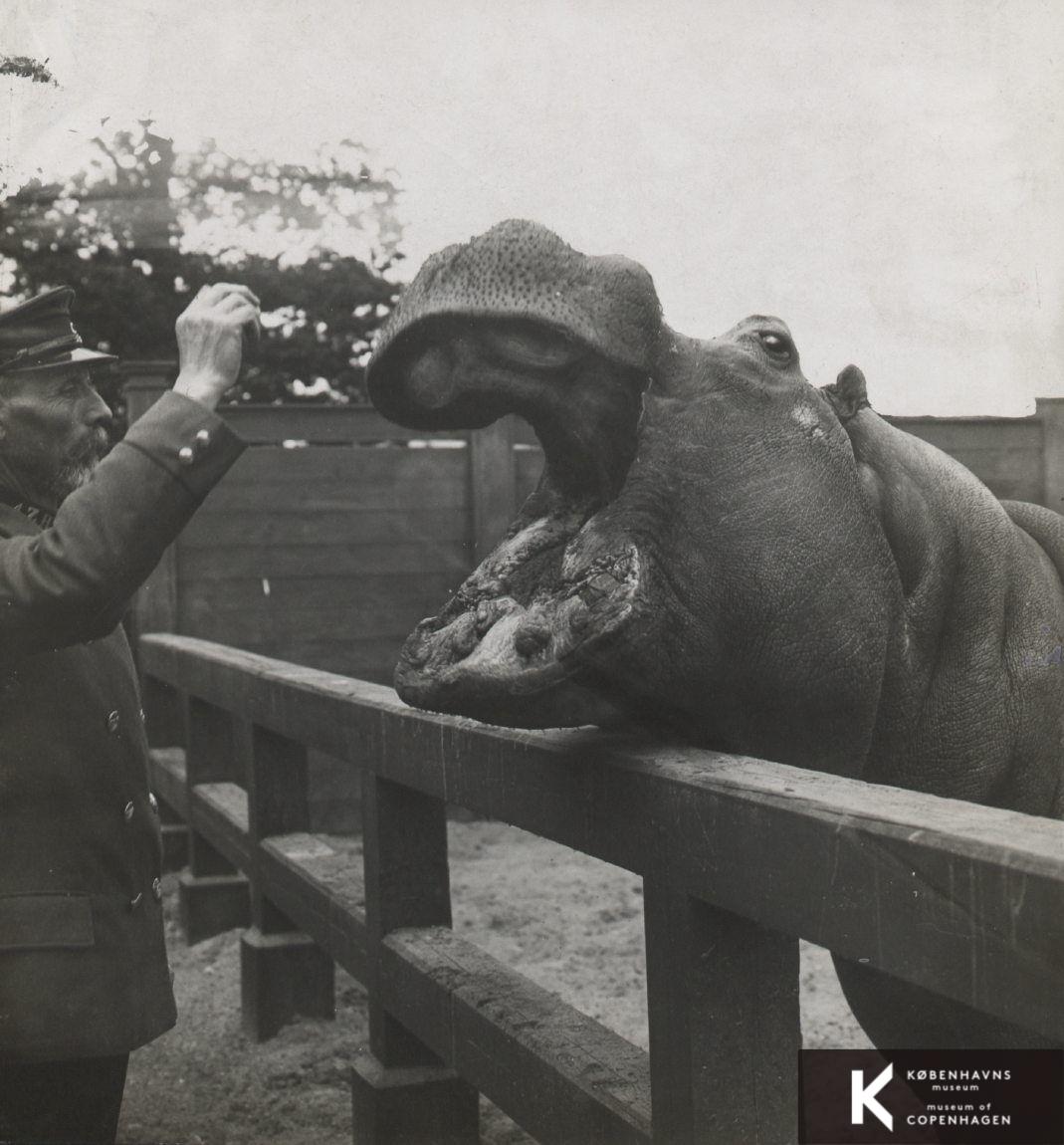 Zoologisk Have, flodhest